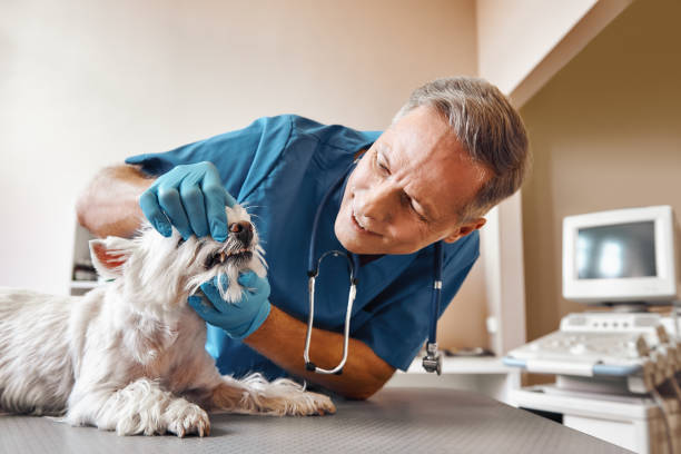 Best Emergency Care for Gum Disease in Magnolia, TX